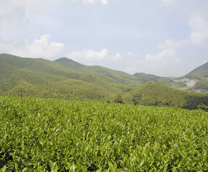 溧陽(yáng)白茶是啥茶？