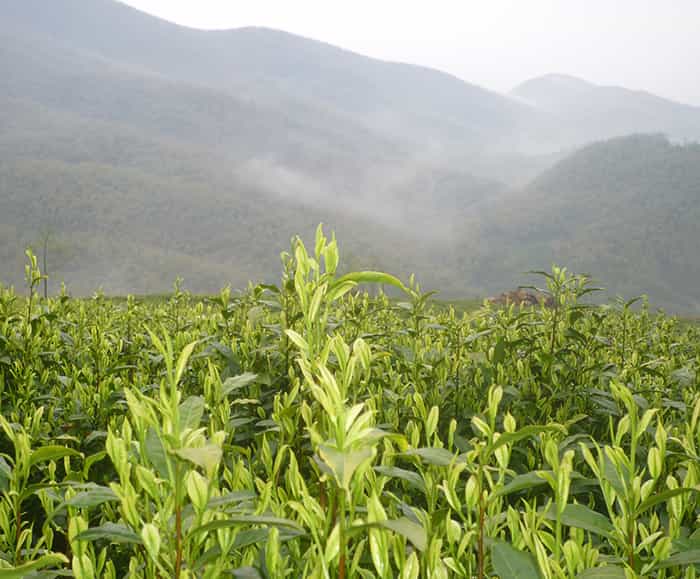 飲天目湖白茶的三流程：趣、神、味